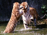 Tiger <b>Screen</b> <b>Saver</b>