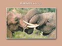 African Animals <b>Screensaver</b>