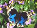 <b>Butterflies</b> <b>Screensaver</b>