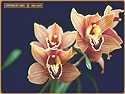 <b>Orchids</b> Screensaver