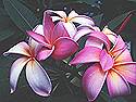 Magic <b>Flowers</b> <b>Screensaver</b>